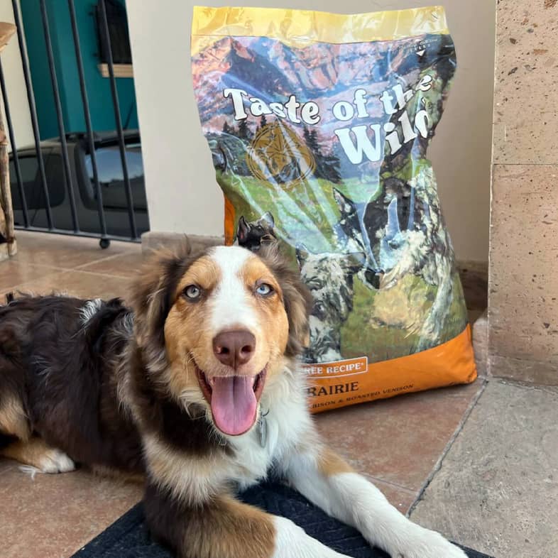 A brown and white dog lying on the ground next to a bag of High Prairie Puppy Recipe with Roasted Bison & Roasted Venison.