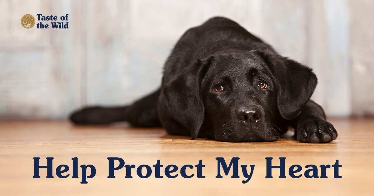 A close-up of a black dog lying on the floor above text that reads, ‘Help Protect My Heart’.