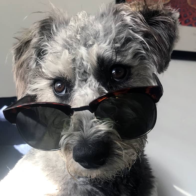 A close-up of a black and gray dog wearing a pair of sunglasses.