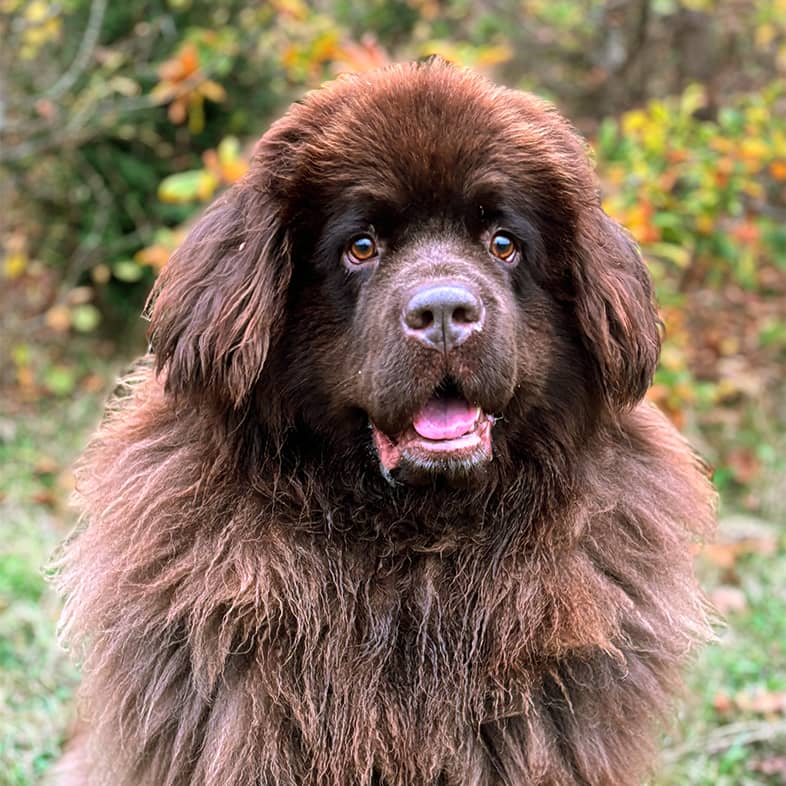 A close-up of a brown Newfoundland dog sitting outside in the grass.