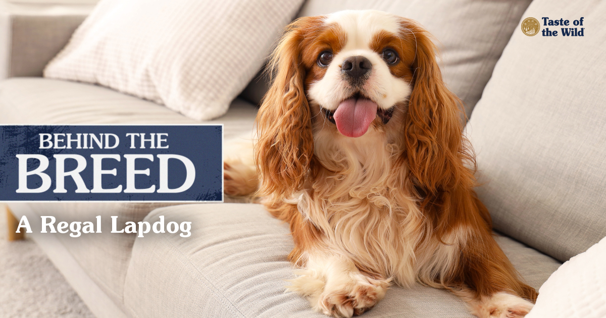 A close-up of a brown and white Cavalier King Charles Spaniel lying on a white couch.
