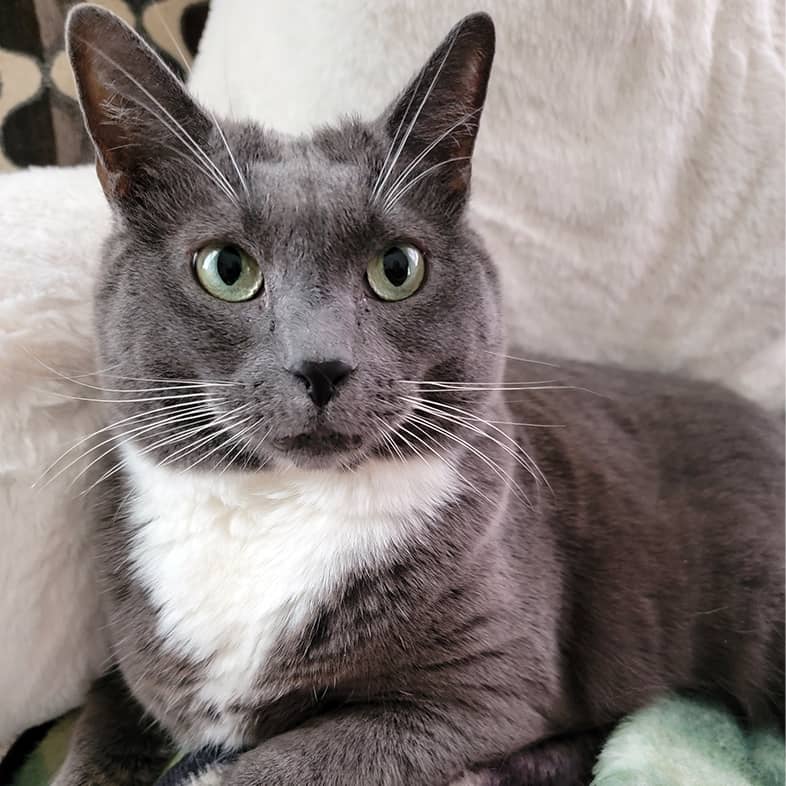 A close-up of a gray and white cat lying on a soft blanket.