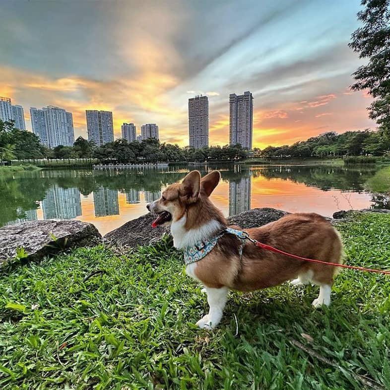 A corgi wearing a harness standing in grass next to pond at sunset.