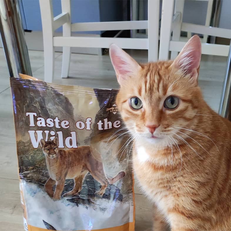A European shorthair cat standing on the floor next to a bag of Canyon River Feline Recipe with Trout & Smoke-Flavored Salmon.