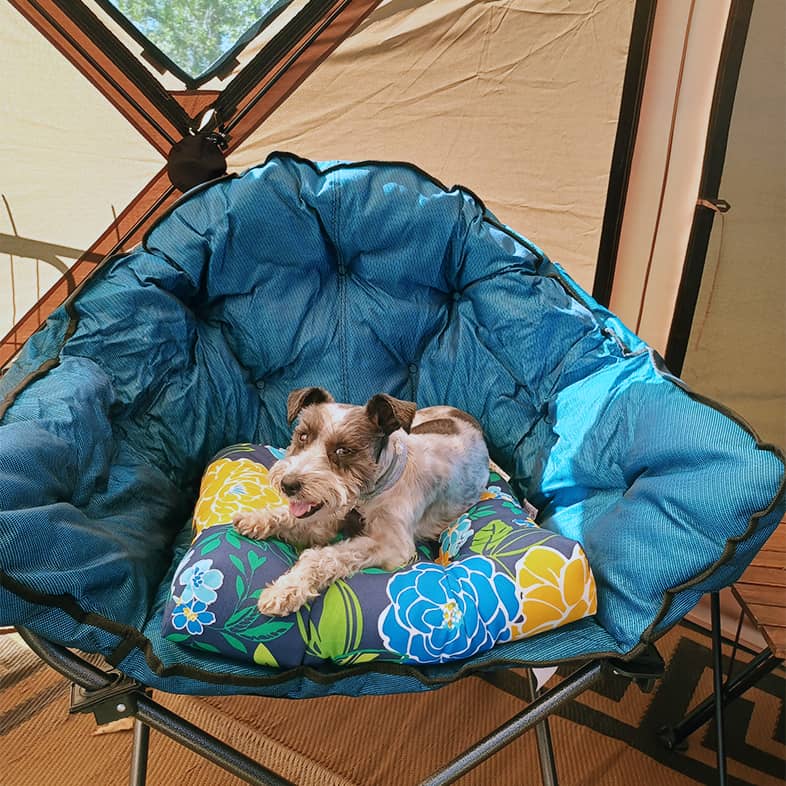 A mini schnauzer dog relaxing inside a tent, lying on a floral pillow that sits in a blue camping chair.