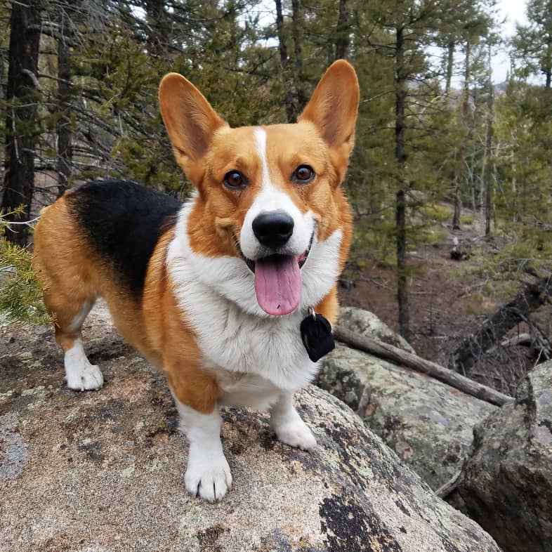 A small corgi with pointed ears poses on a rock in a forest with trees in the background.