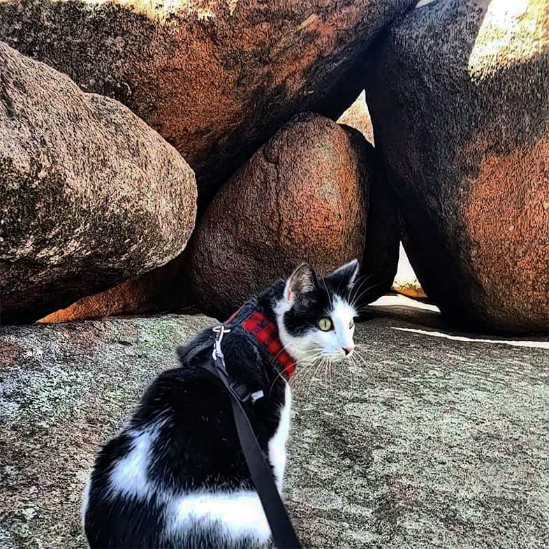 A white and black cat wearing a black harness and leash sitting in front of several large boulders outside.