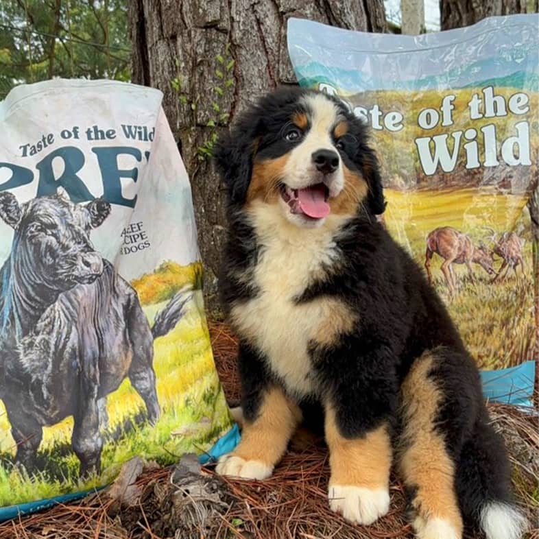 A young Bernese mountain dog sitting at the base of a tree between a bag of Taste of the Wild Prey Angus Beef Limited Ingredient recipe and a bag of Appalachian Valley Small Breed Canine Recipe.