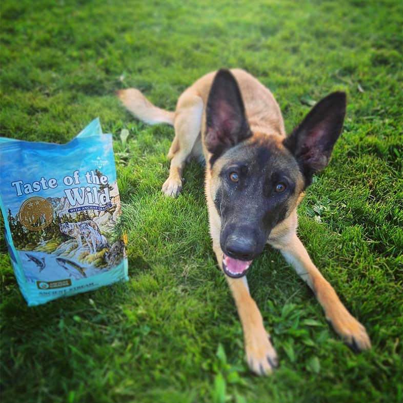 A Belgian malinois lying outside in green grass next to a bag of Ancient Stream Canine Recipe.
