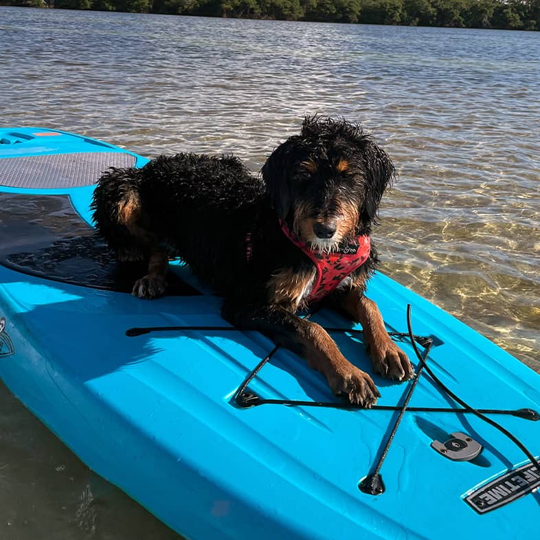 A black and brown dog lying on a blue paddleboard floating in shallow water on a sunny day.