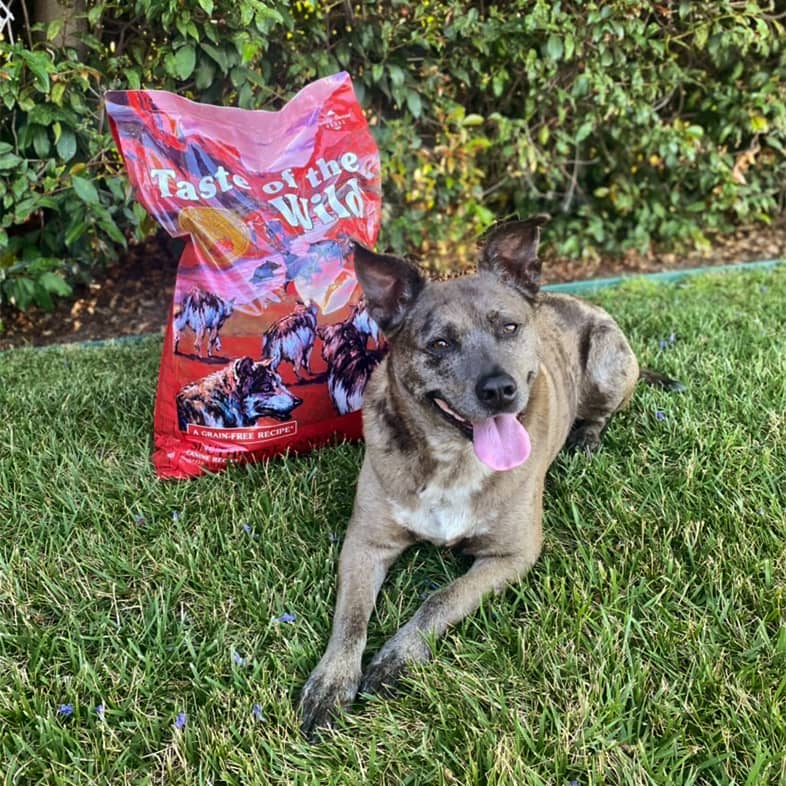 A black and gray dog lying in the grass next to a bag of Southwest Canyon Canine Recipe with Wild Boar.