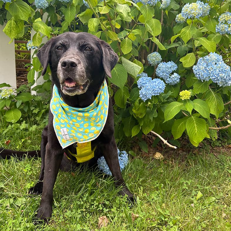 A black lab wearing a blue and yellow bandana while sitting in the grass in front of blue flowers.