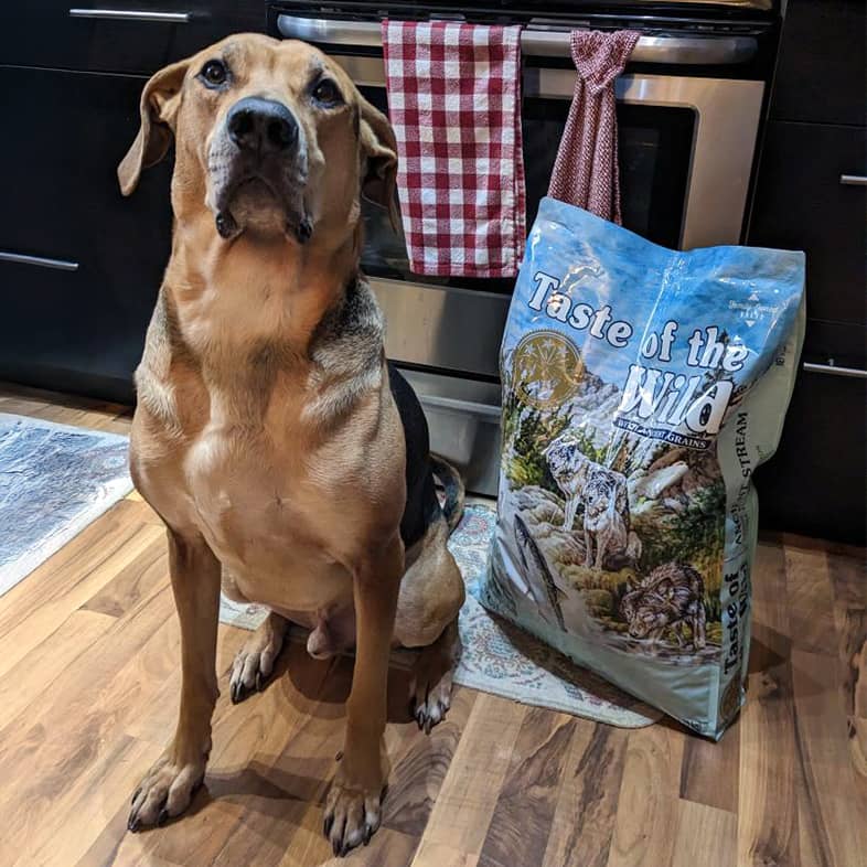 A black and tan dog sitting on the floor in a kitchen next to a bag of Ancient Stream Canine Recipe with Smoke-Flavored Salmon.