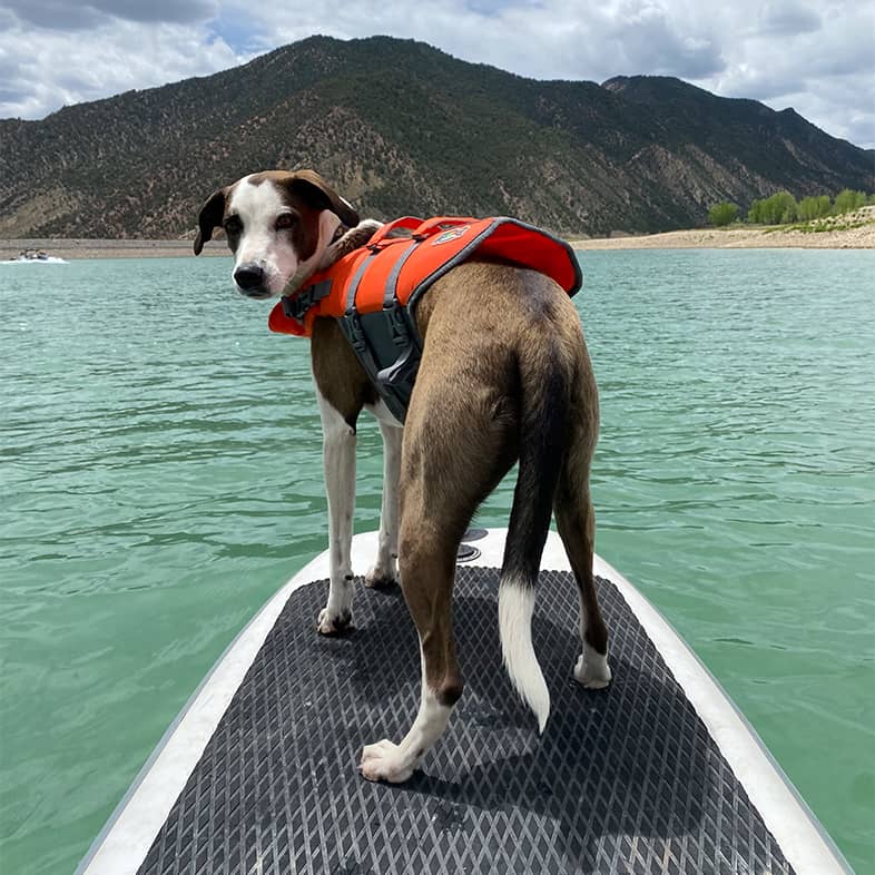 A brown and white dog wearing an orange life jacket while standing on a white paddleboard that is floating on a lake with mountains in the background.