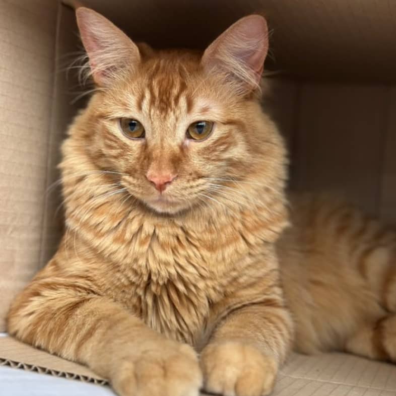 A close-up of an orange cat lying comfortably inside a small cardboard box.