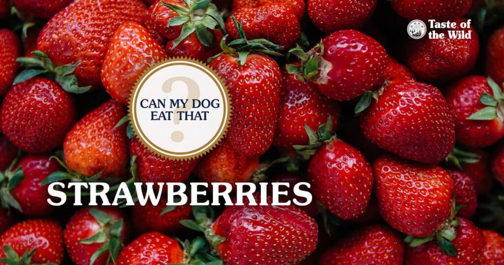 A close-up of a pile of freshly picked strawberries.