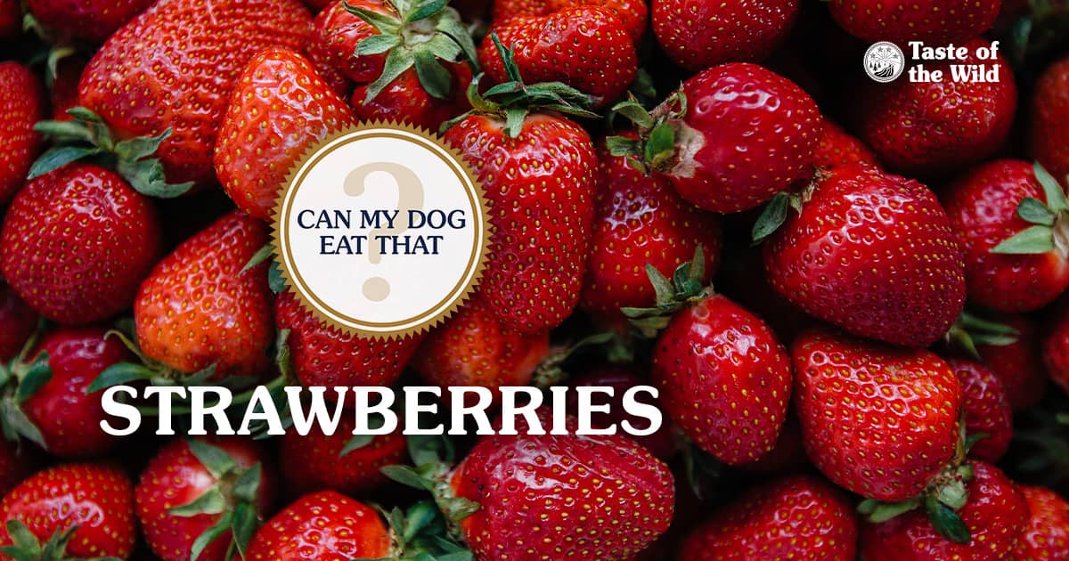 A close-up of a pile of freshly picked strawberries.