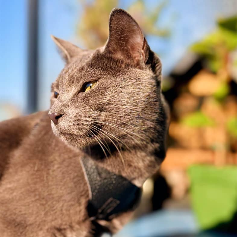 A close-up of a Russian blue cat lying outside wearing a black harness.