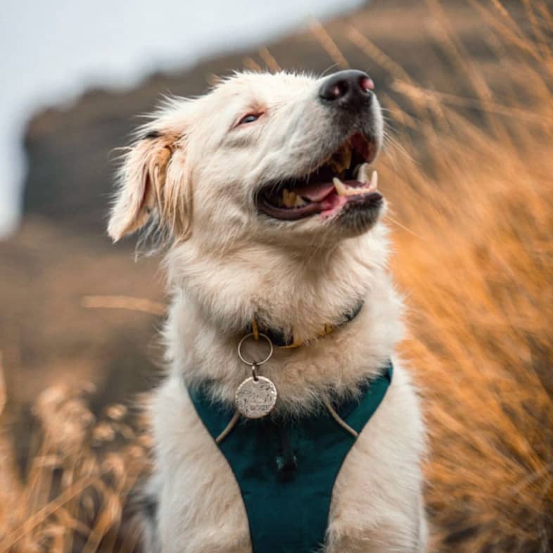 A close-up of a white Australian shepherd wearing a green vest while standing outside at sunset.