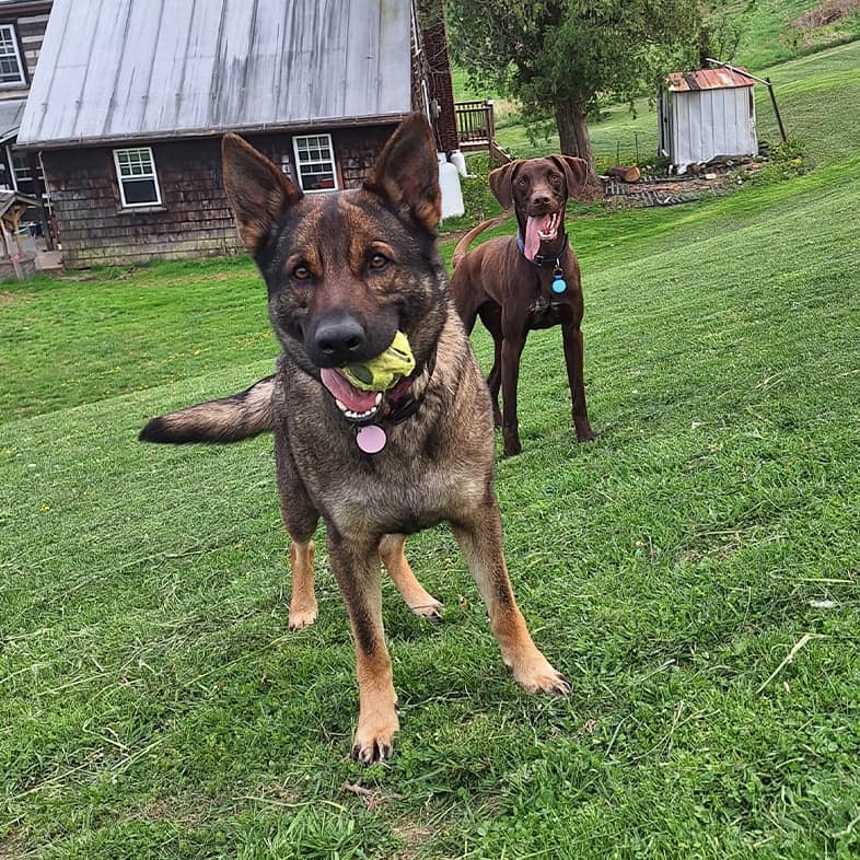 In a grassy yard, a German shepherd holds a tennis ball, and a large brown dog stands in the background.