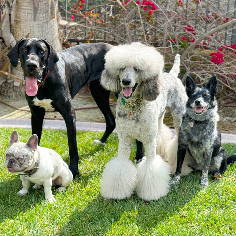 A Great Dane, French bulldog, poodle and Australian cattle dog pose together at a park on a sunny day.