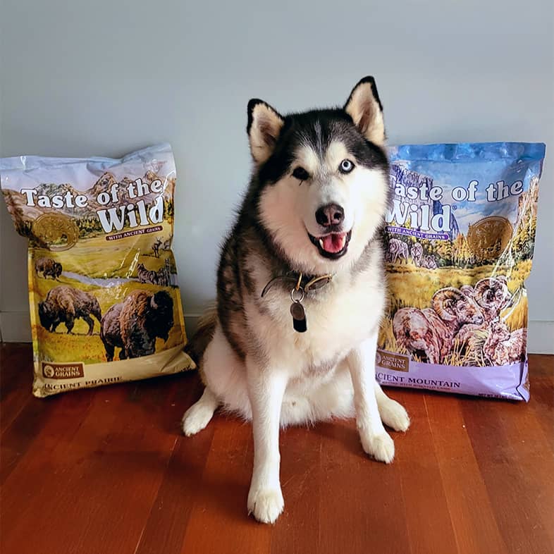 A husky mix sitting on the floor between a bag of Ancient Prairie Canine Recipe and a bag of Ancient Mountain Canine Recipe.
