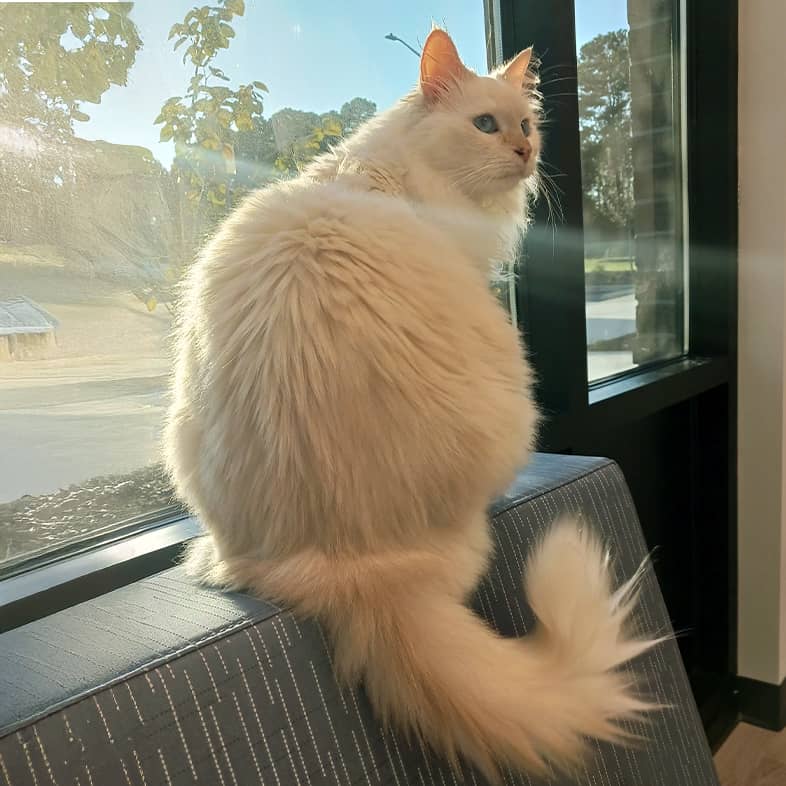 A long-haired, white cat sitting on the back of a couch next to a window.