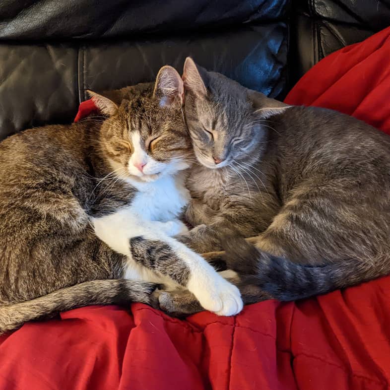 Two black and gray striped cats snuggling face to face while lying on a large red blanket.