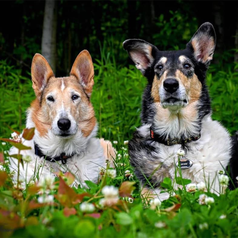 Two smooth collies lie together in a field of green grass and white clover.