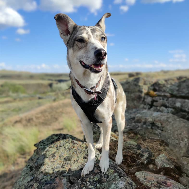 A white, gray and brown spotted dog wearing a black harness while standing on some large rocks in the middle of a hiking trail.