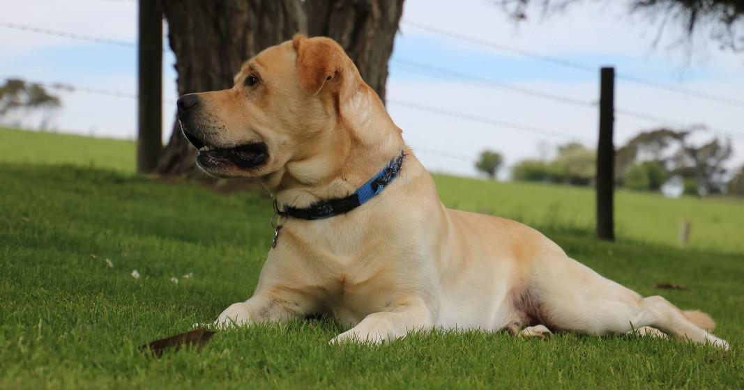 A yellow dog wearing a blue collar lying on grass.