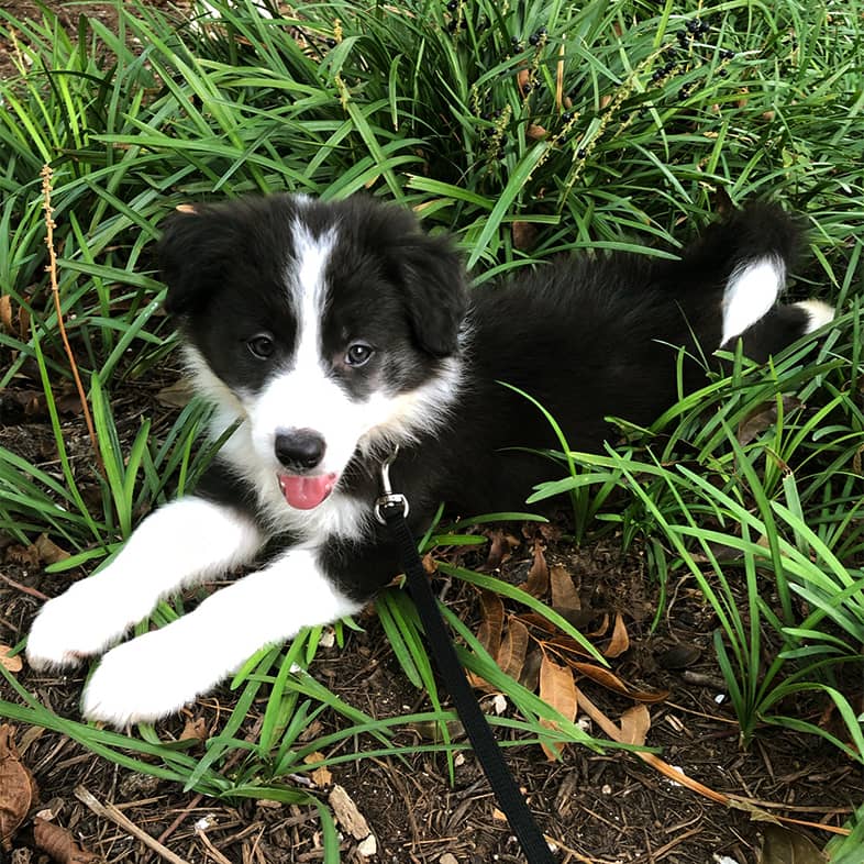 A young black and white border collie puppy lying outside on a leash in long green grass.