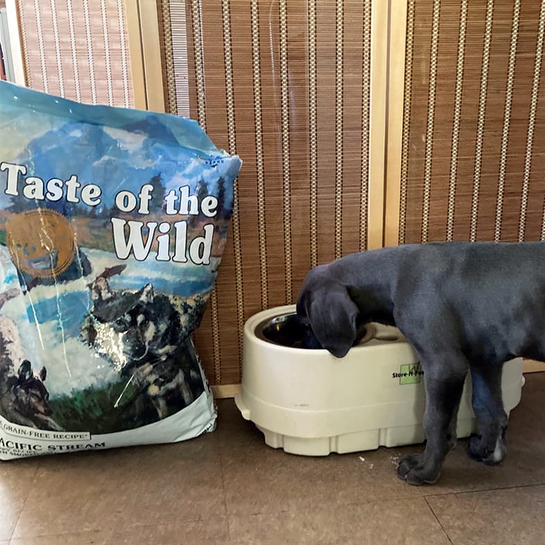 A black Great Dane puppy eating food from a dish that sits next to a bag of Pacific Stream Puppy Recipe with Smoke-Flavored Salmon.