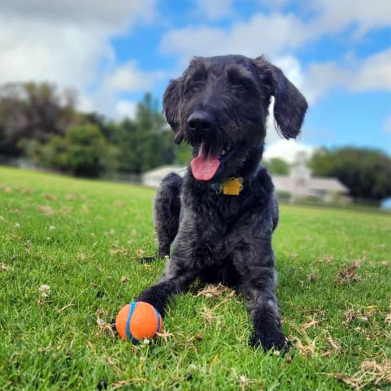 A black Labradoodle lying on green grass with an orange ball at its feet.