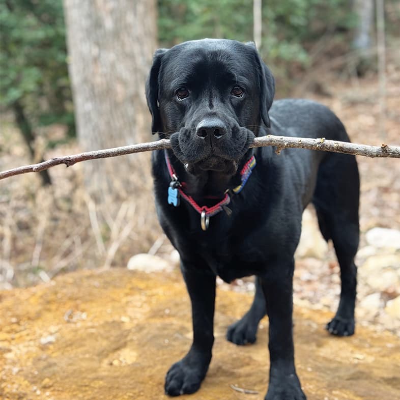 A black Labrador retriever standing in the woods while holding a long stick in its mouth.
