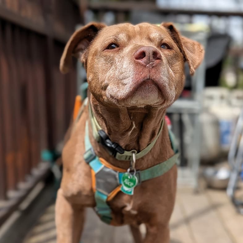 A brown dog with a gray chin wearing a blue harness standing on a deck outside in the sun.