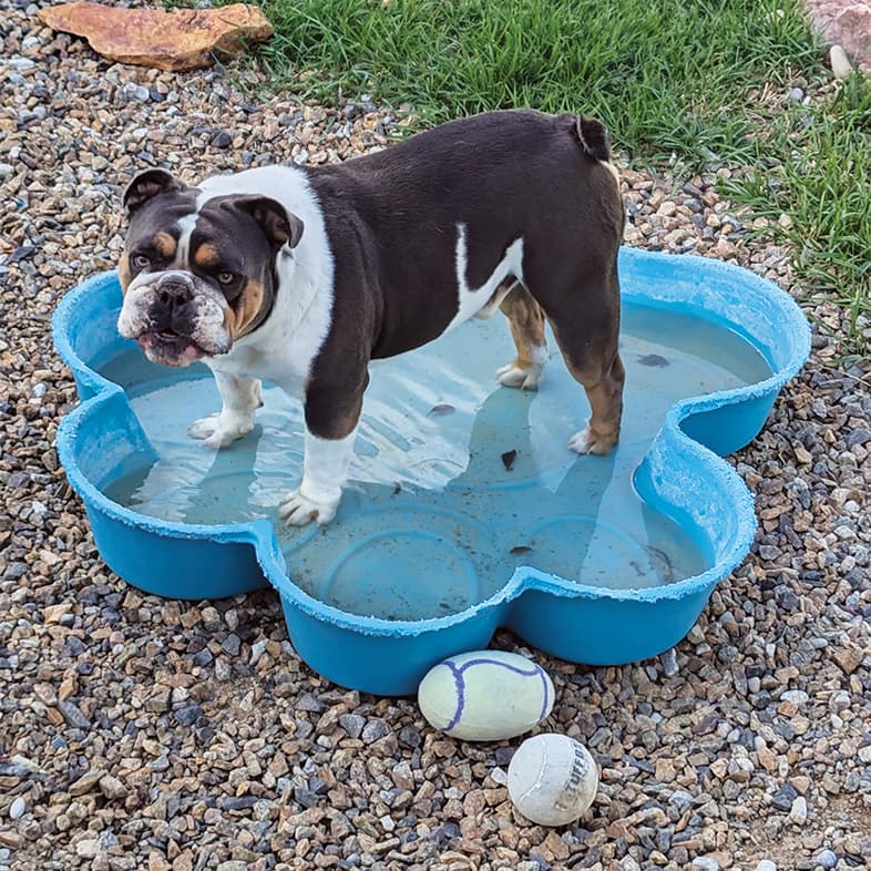 A bulldog standing with its feet inside a small blue plastic pool.
