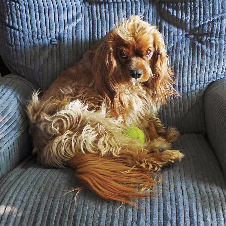 A cavalier King Charles spaniel sitting on a large blue chair with a tennis ball in its lap.