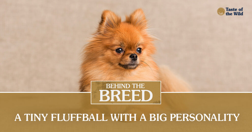 A close-up of a brown and tan pomeranian dog.