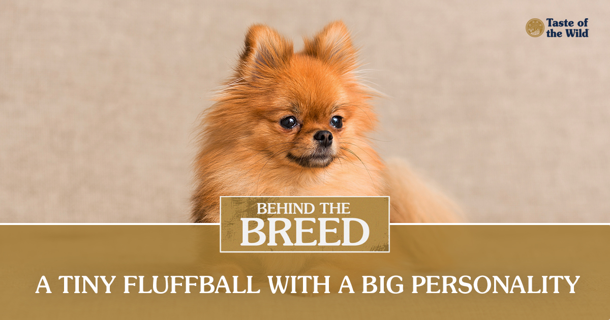 A close-up of a brown and tan pomeranian dog.