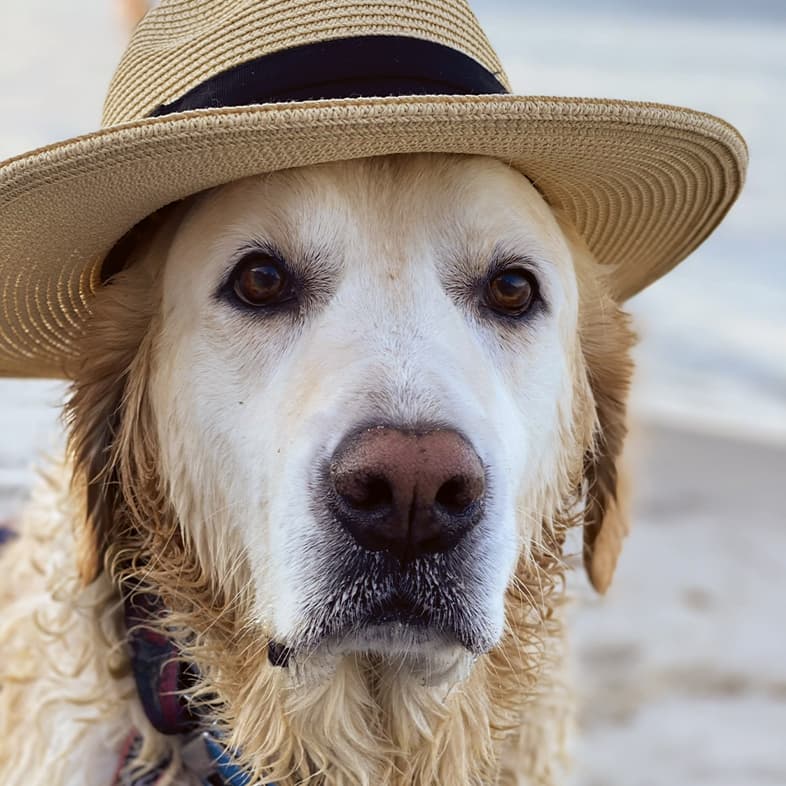 A close-up of a golden retriever sitting on a beach wearing a straw hat.