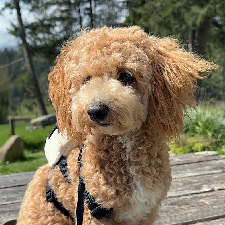 A close-up of a small tan and white puppy wearing a small black backpack and leash while sitting on a wooden deck outside in the sun.