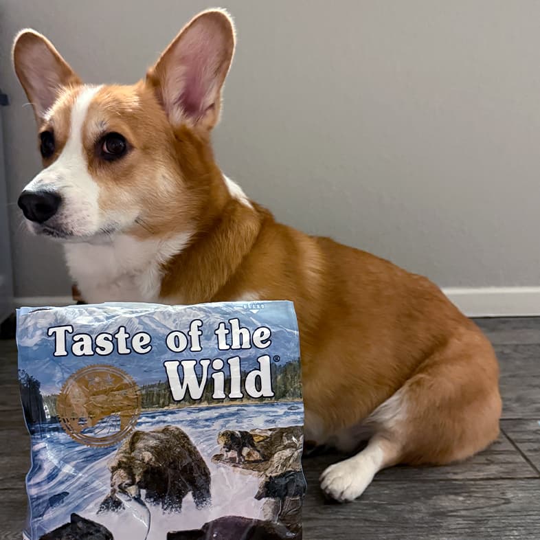 A corgi sitting on the floor next to a bag of Pacific Stream Canine Recipe with Smoke-Flavored Salmon.