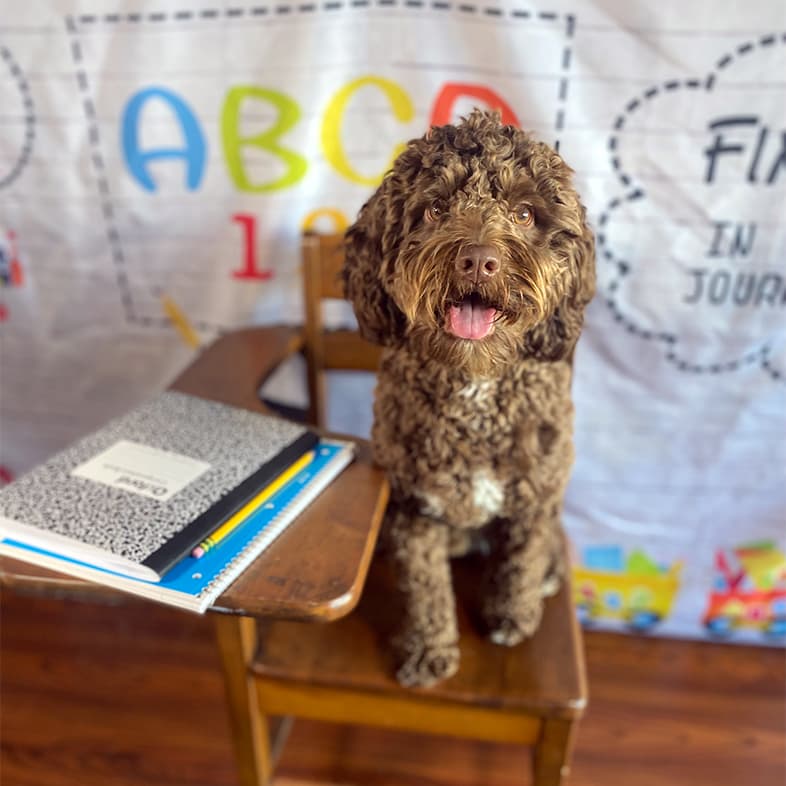 A curly-haired brown dog sitting in an old-fashioned school desk with a pile of notebooks and a pencil beside it, in front of a school-themed background.