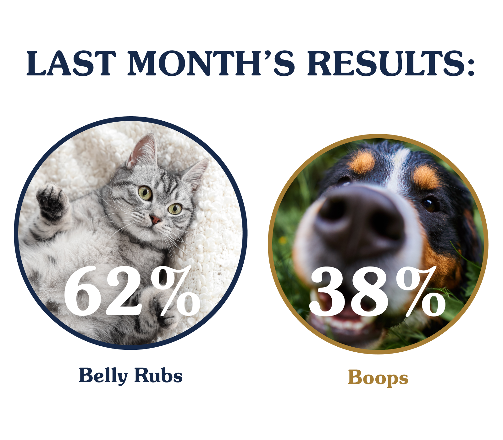 Would You Rather results for June, 2025. Belly Rubs = 62%; Boops = 38%.