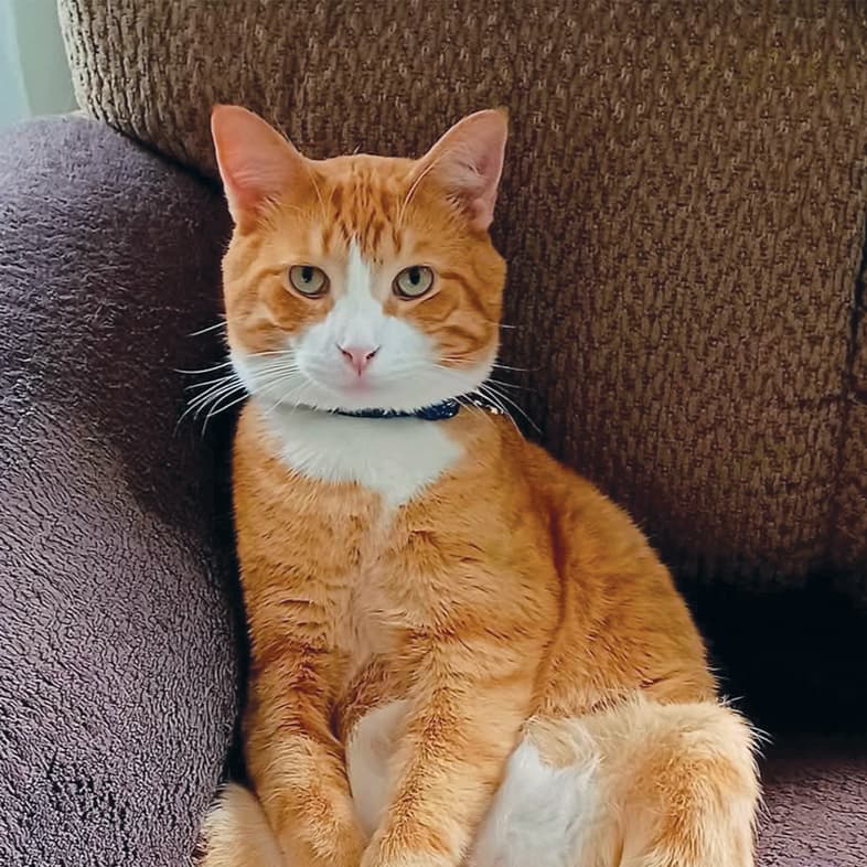 An orange and white domestic longhair cat sitting comfortably on top of a purple blanket on a couch.