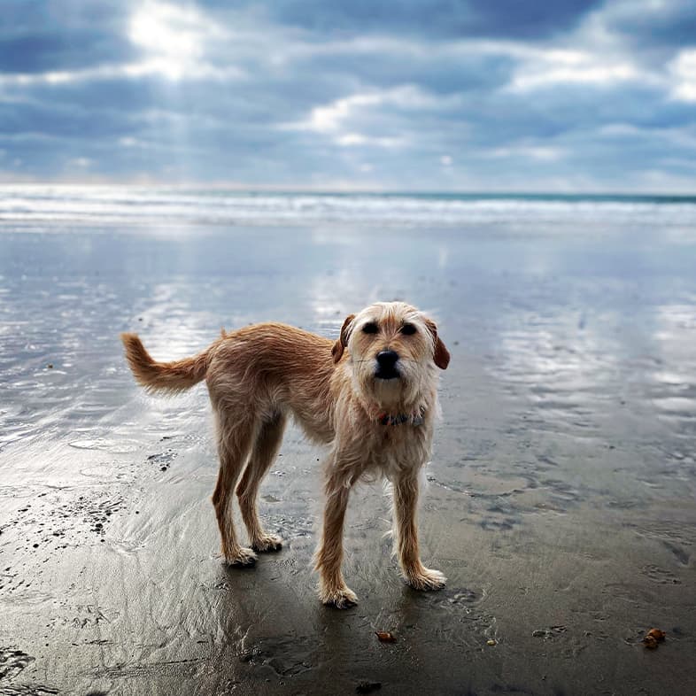 A tan and white dog standing on an empty beach with the ocean and rays of sunshine poking through the clouds in the background.