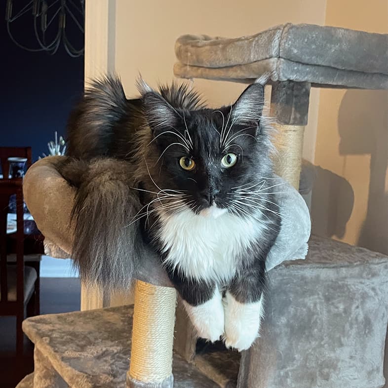 A white and black Maine coon cat lying up high on a cat post.
