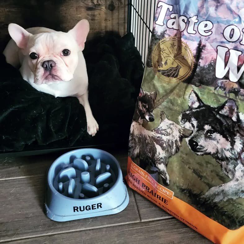 A white French bulldog lying on a blanket next to a bag of High Prairie Puppy Recipe with Roasted Bison & Roasted Venison and an empty food dish.