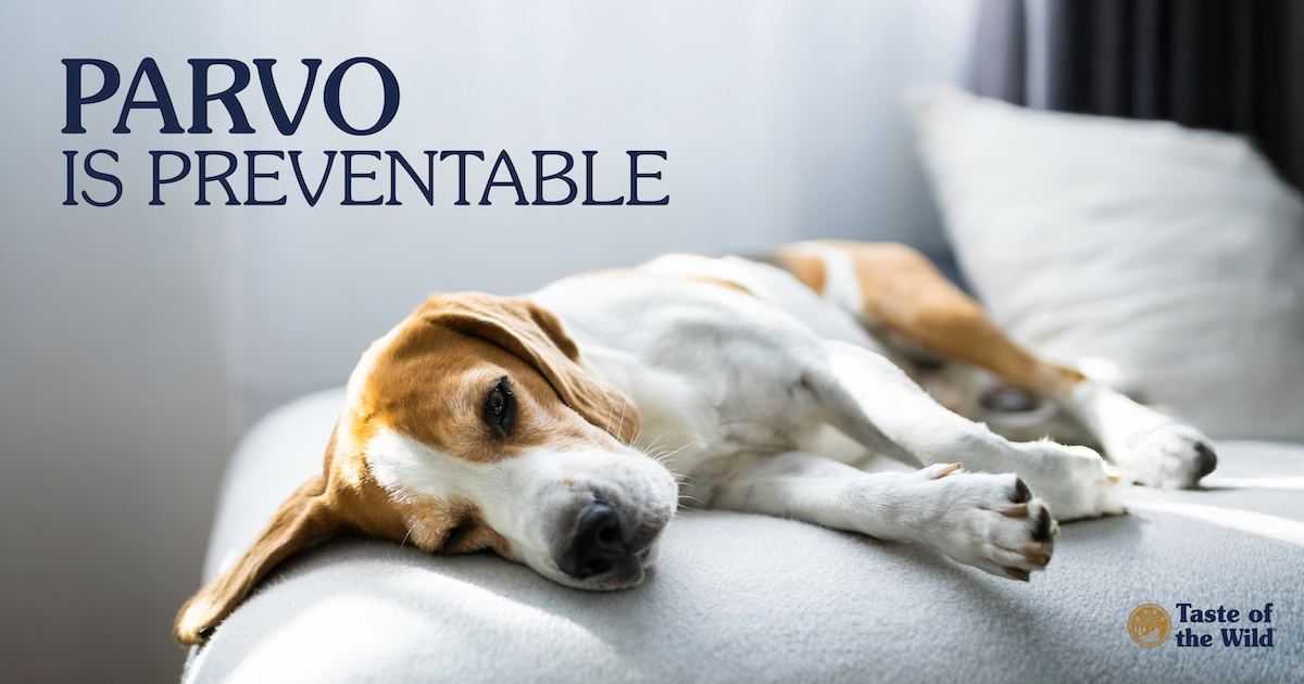 A young white and brown dog lying on its side on a pillow looking tired.